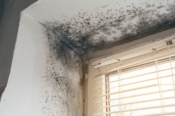 Affordable Mold Cleanup solutions in Paris, IL