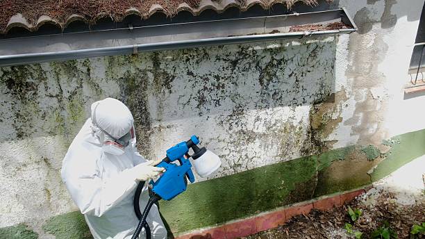 Trusted Mold Inspection service in Paris, IL - Cheap Mold Removal
